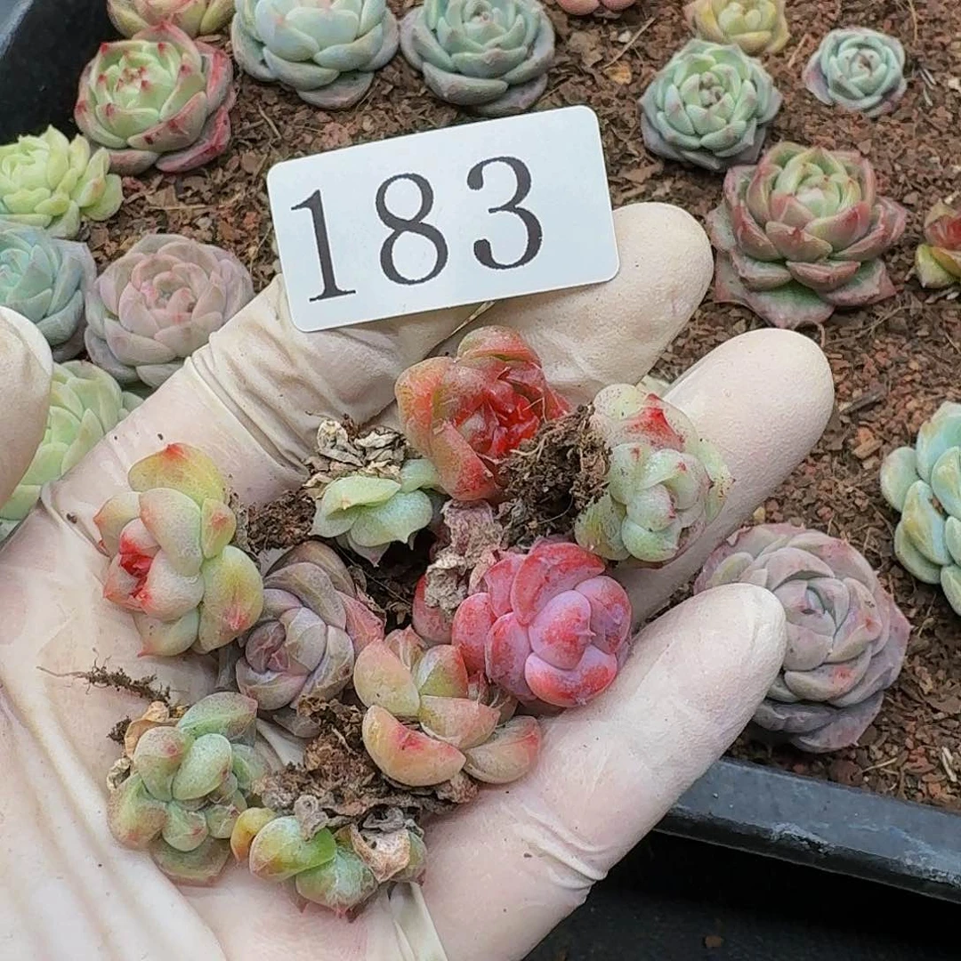 清*多肉植物多肉植物183