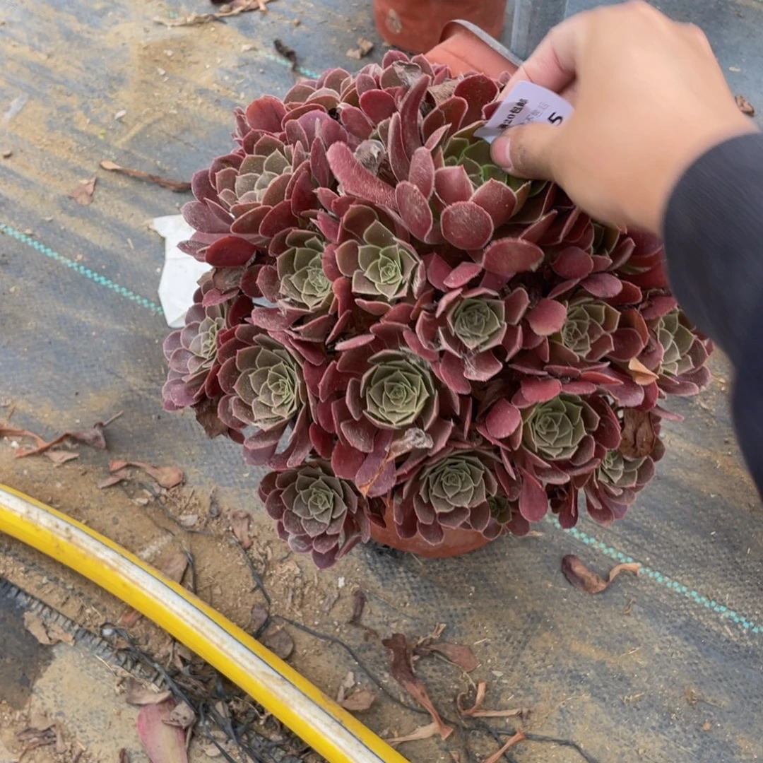 685荷兰法师多肉断枝不包