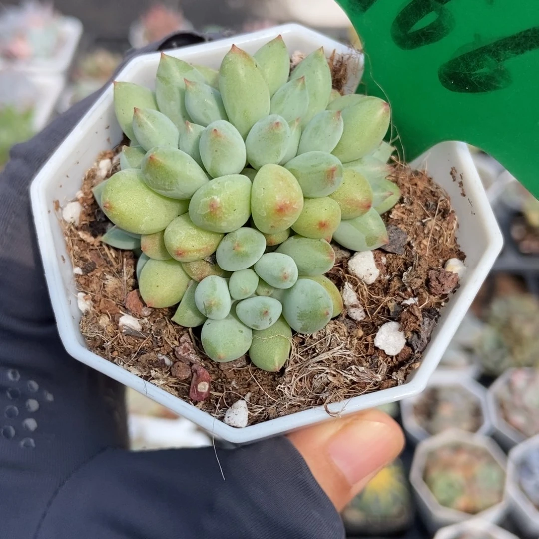 966萤火虫多肉植物