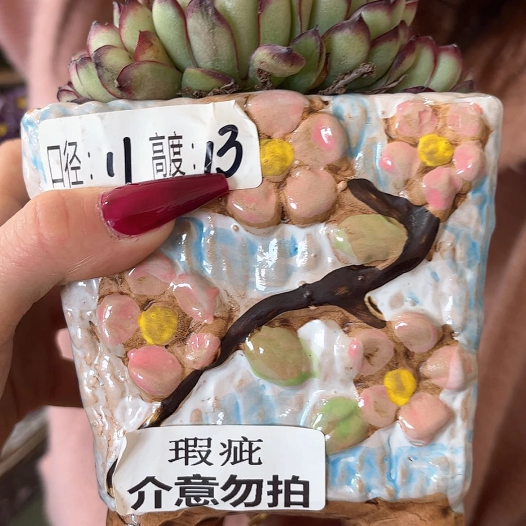 【闪购商品】红陶福利不含多搜