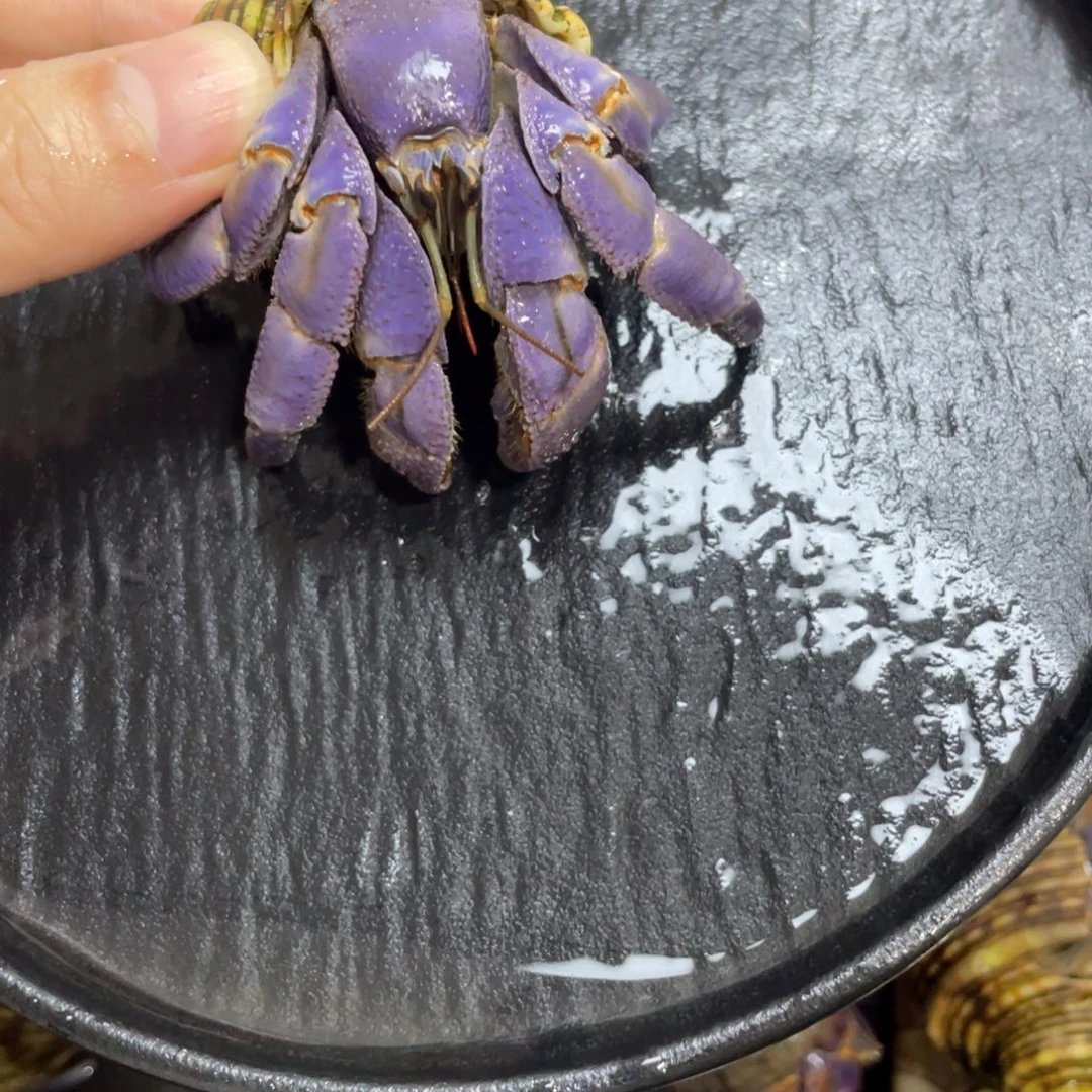 寄居蟹，寄居蟹，寄居蟹