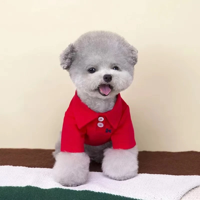 高端宠物活体灰泰迪集合纯种保障犬舍直发