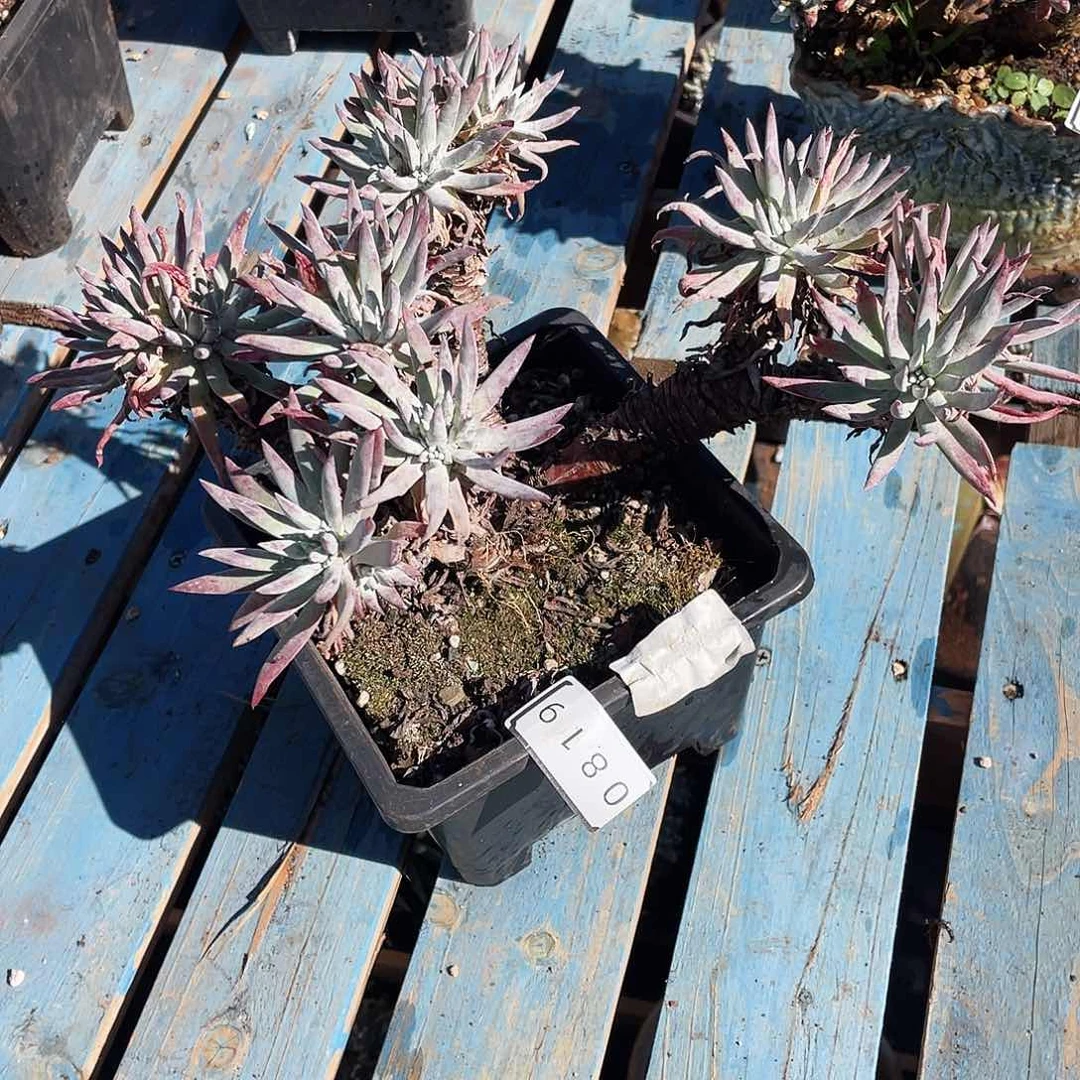 仙女杯多头老桩0819