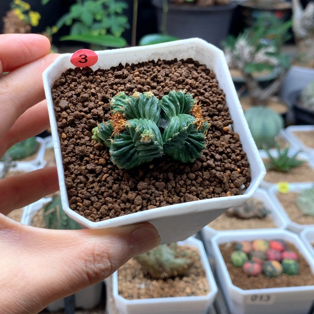 五星花笼自根带盆仙人球