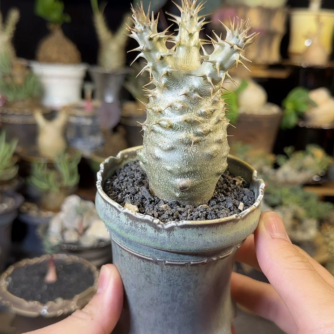 一物一拍象牙宫06