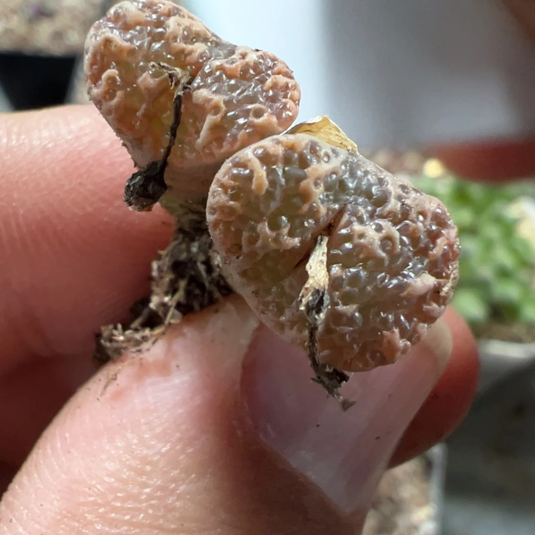 16-51肉锥多肉植物