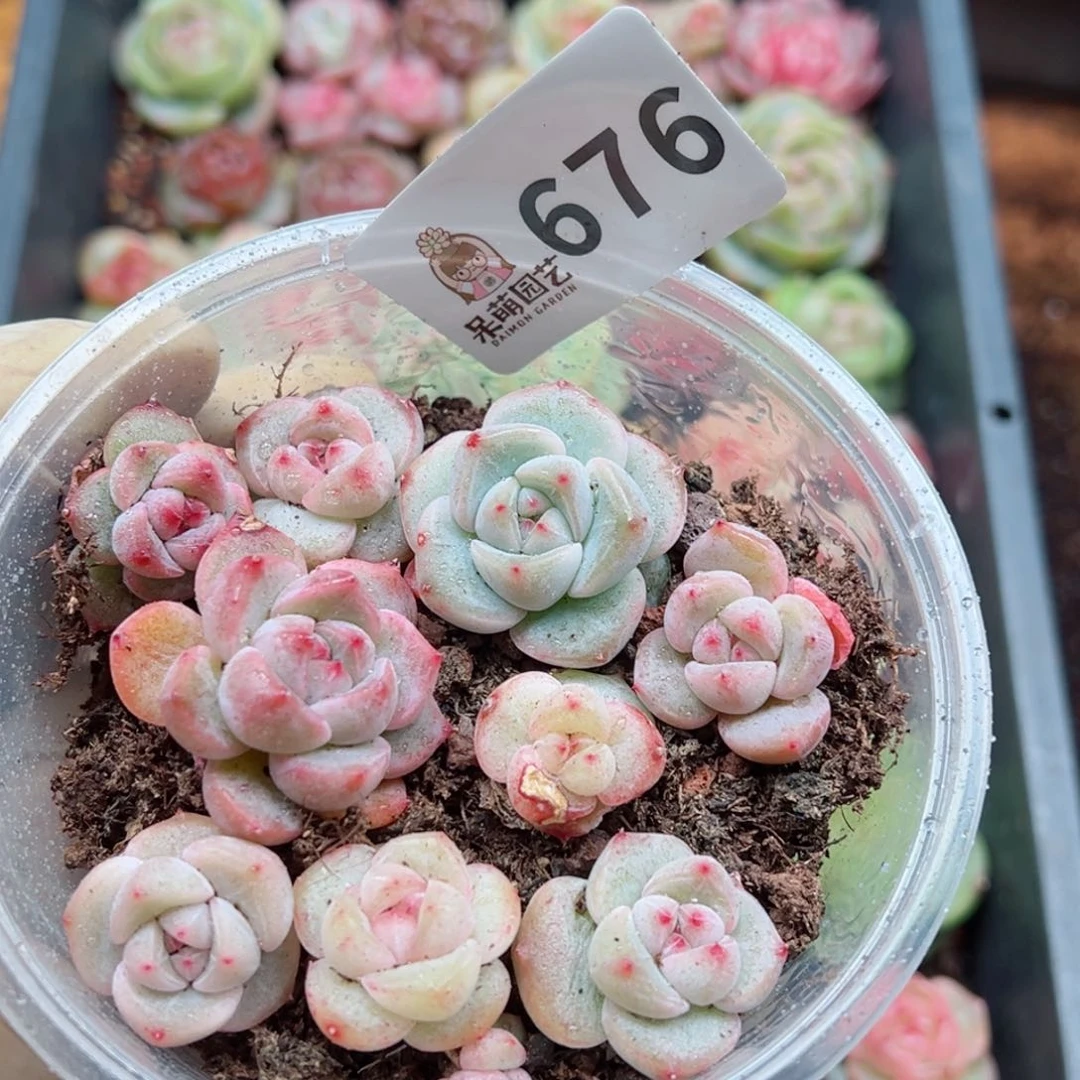 多肉植物多花植物