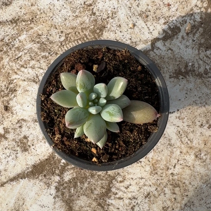 人鱼公主新号福利价