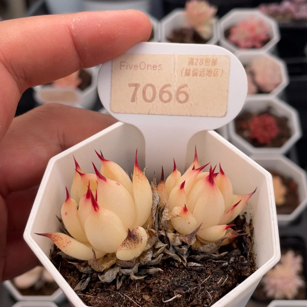 托斯卡内利7066-6.5厘米