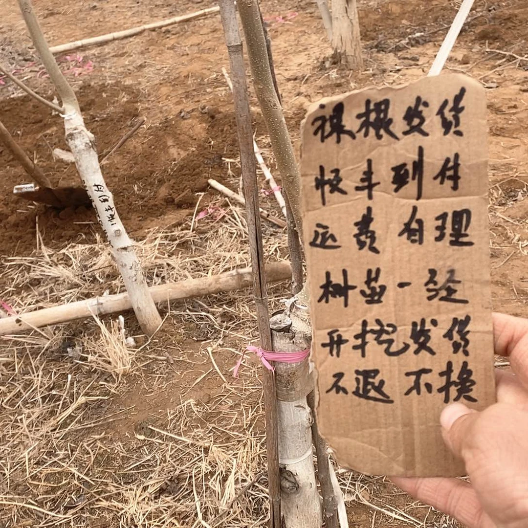 文玩核桃把件不*铁锤
