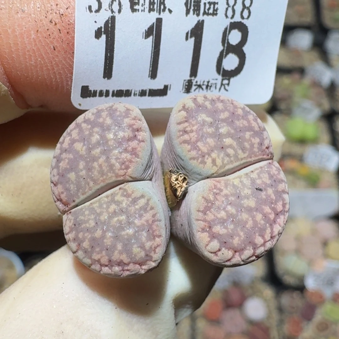 zzzz精品生石花1118