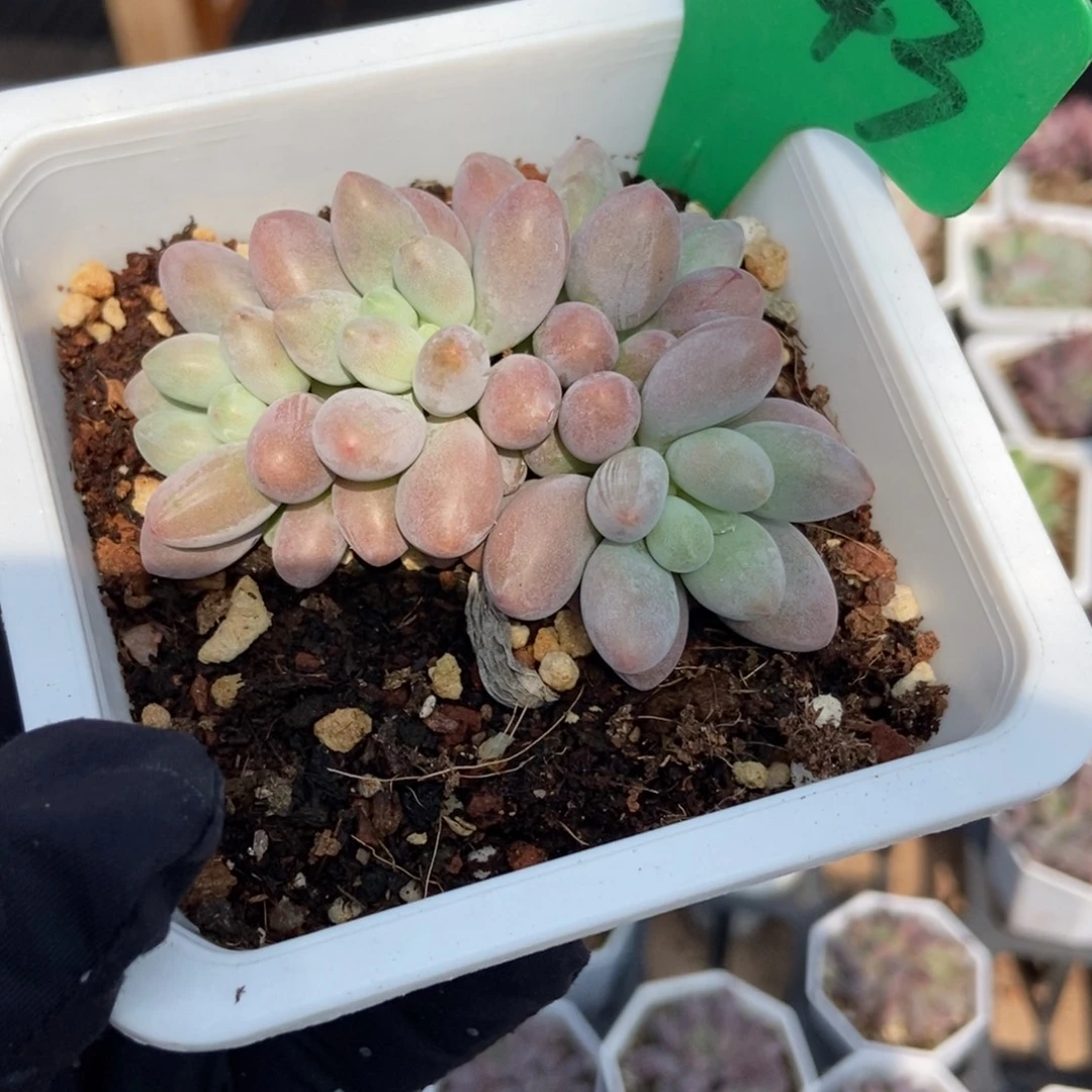 3143粉色恋人多肉植物
