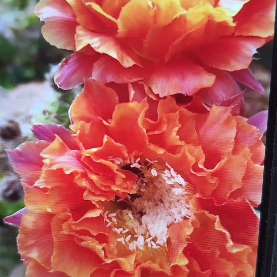 千层淑彩侧牙20包邮51