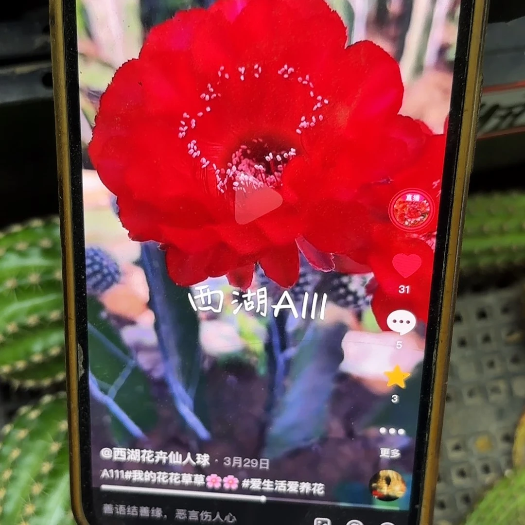 A111 侧牙20包邮仙人球