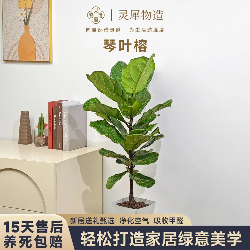 【基地直发】80-100CM大叶琴叶榕老桩中大型绿植室内客厅盆栽北欧风