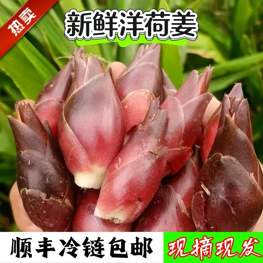 顺丰冷链现摘新鲜湖北恩施阳荷姜洋荷姜洋活阳霍天然食品时令蔬菜