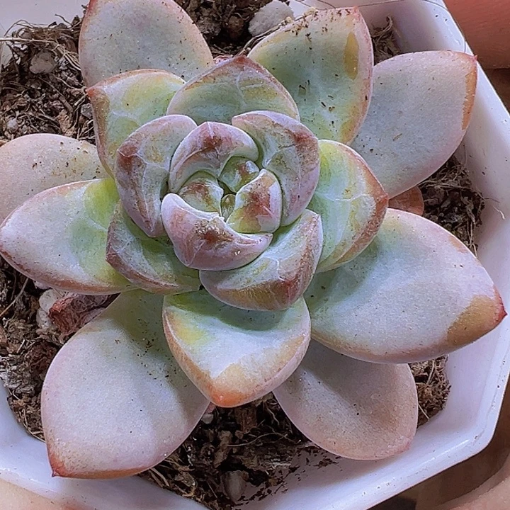 漫漫雪19包邮多肉植物