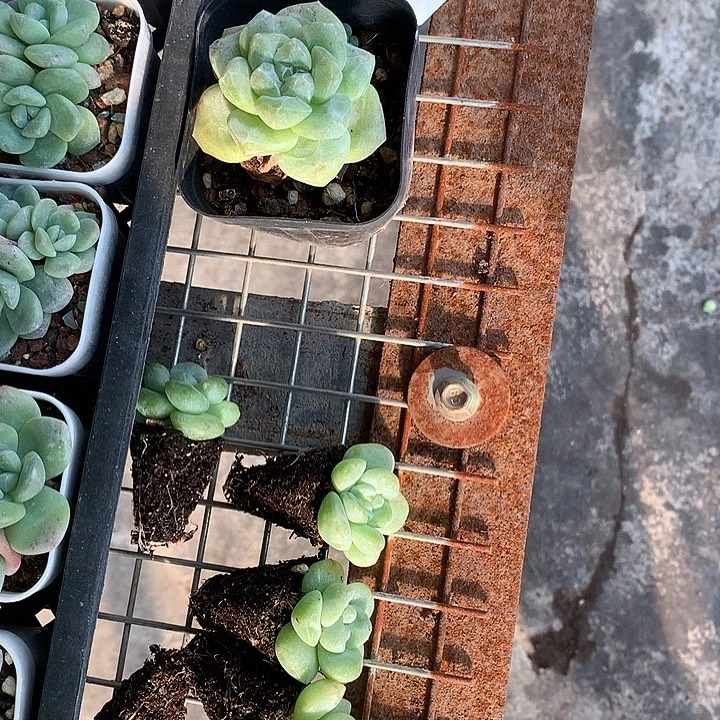 多肉植物一物一拍