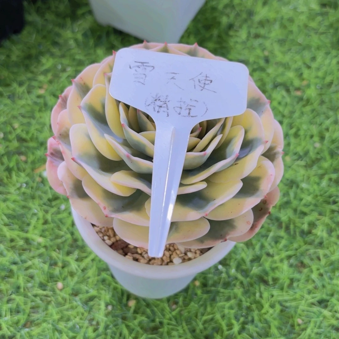 拥****我的小可爱们都好可爱