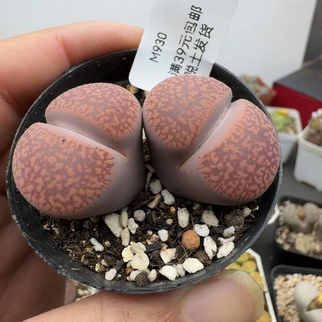 930多肉哈哈哈哈哈哈哈