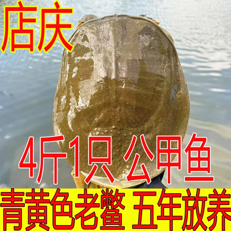 青黄色 公甲鱼4斤1只 黄油鲜活甲鱼外塘散养生态鳖水鱼团鱼王八