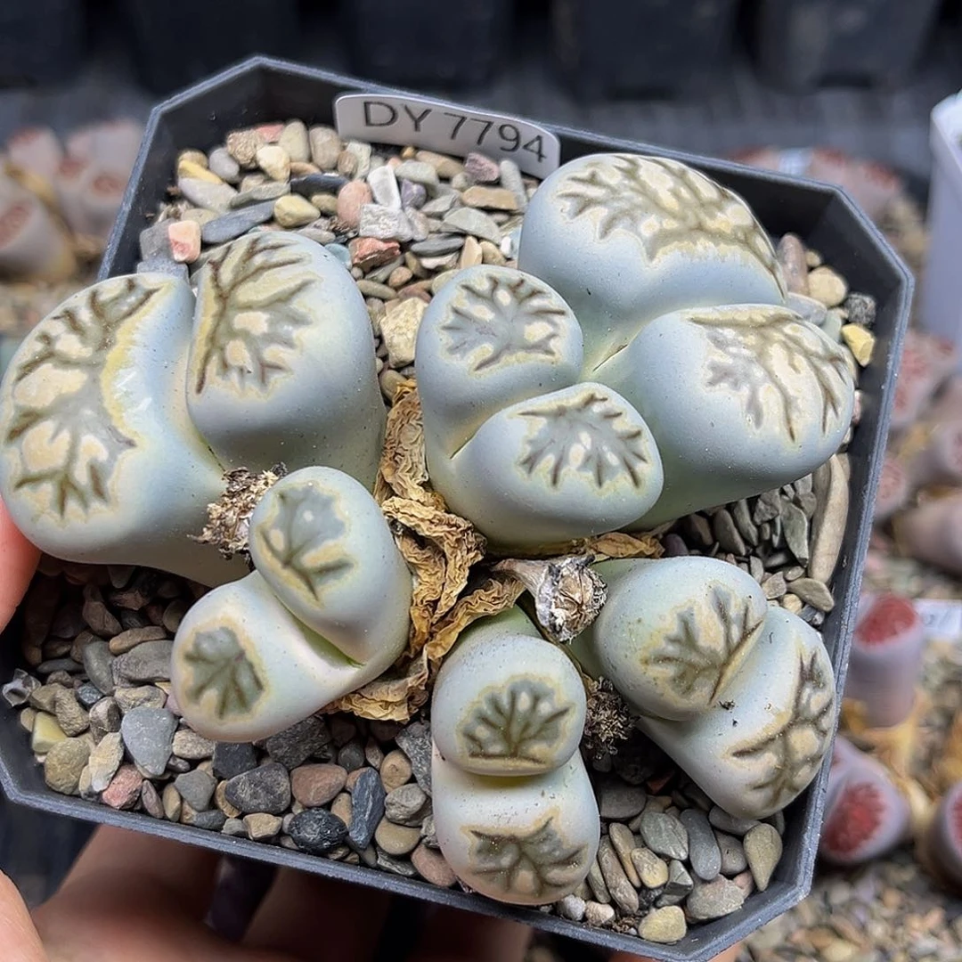 一物一拍菊大母本7794