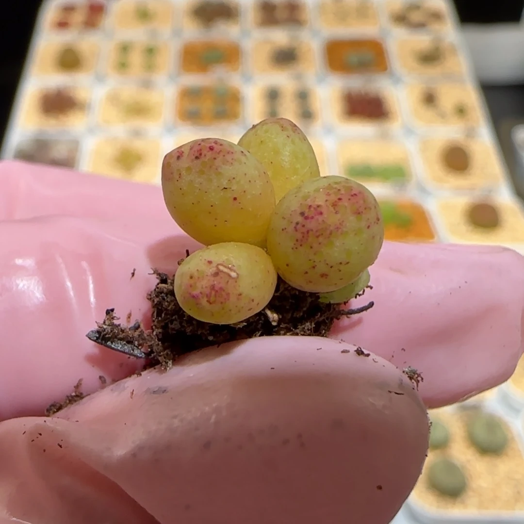 周*肉锥多肉植物百科26-草莓斑马1042