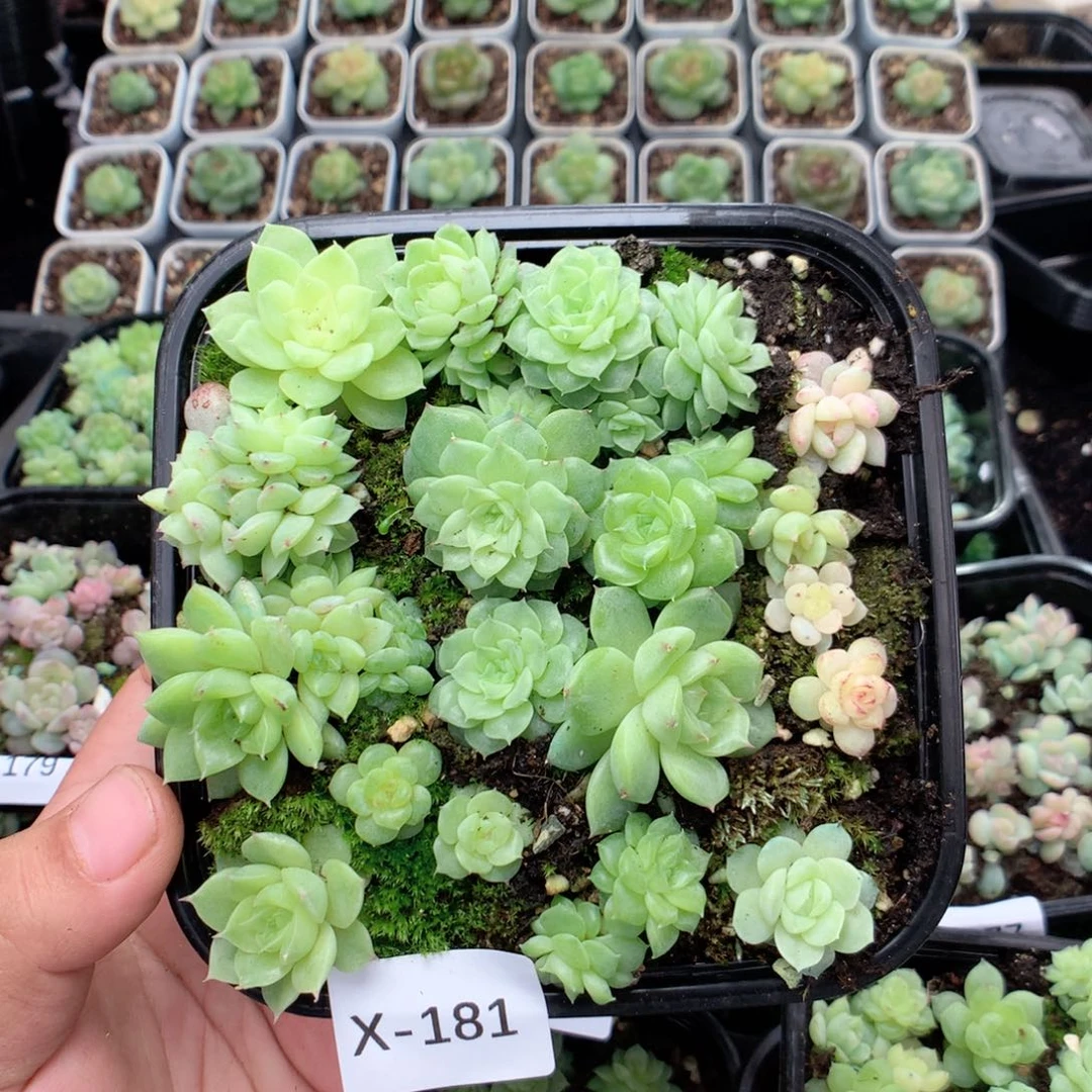 无花朵X181英语英语