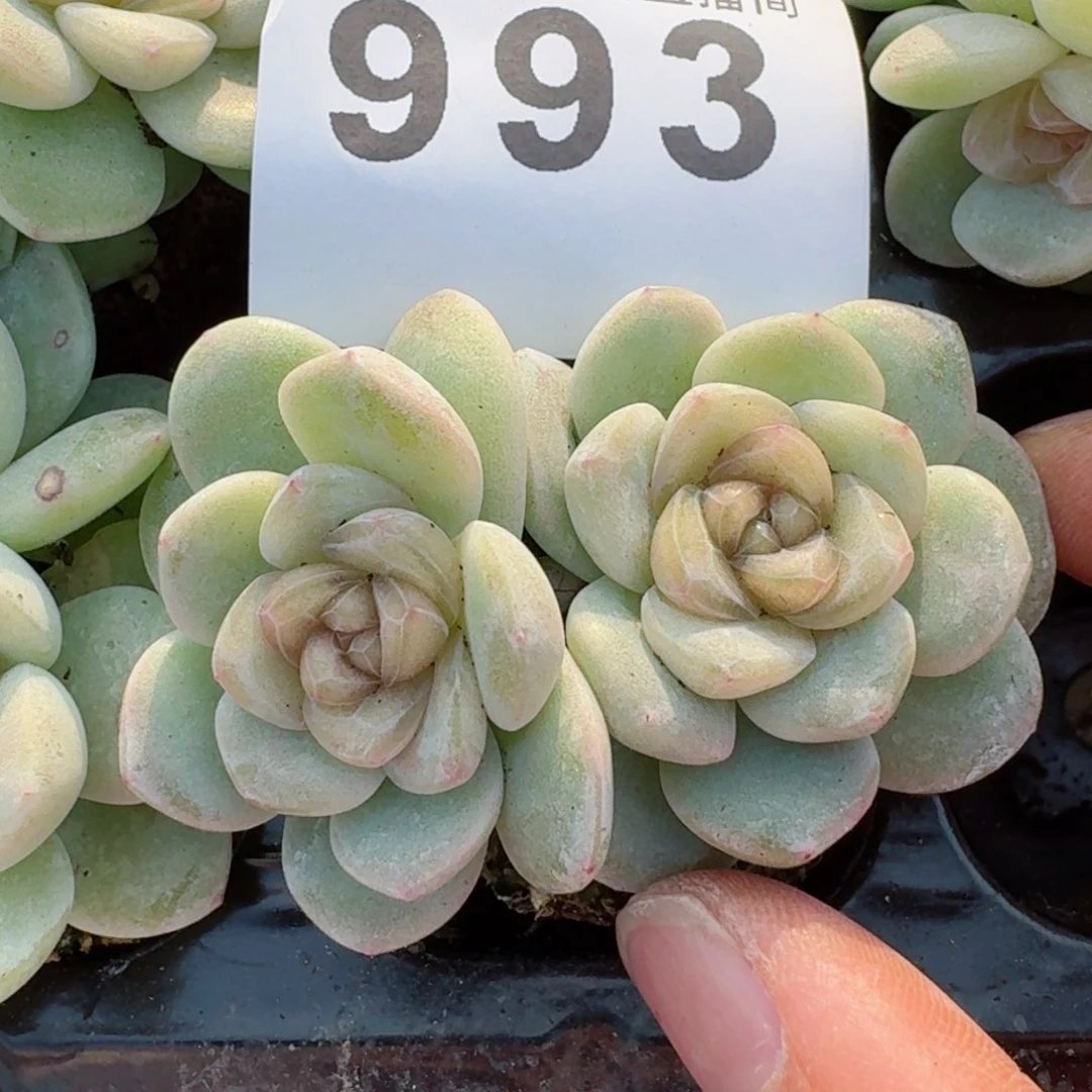 玉清风         精品多肉