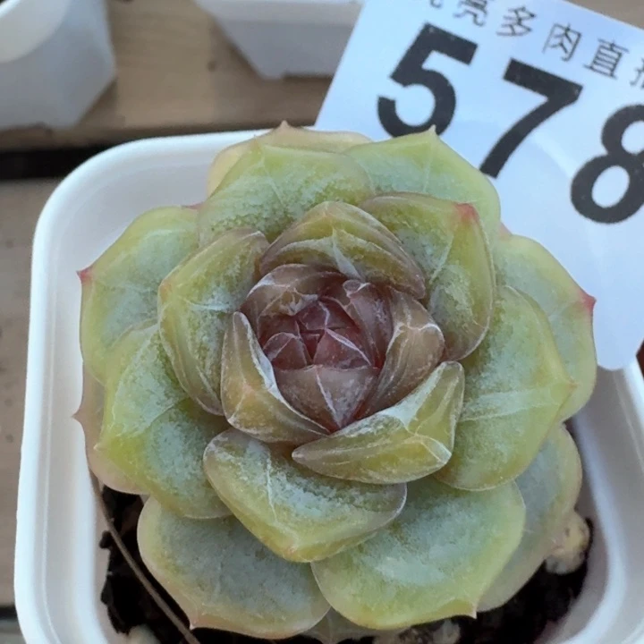 粉色恋人         今日新品上新多肉植物