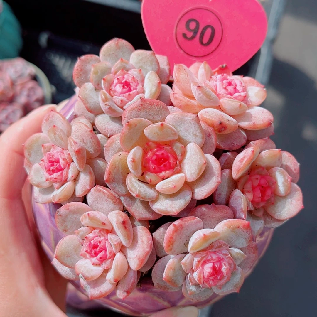 90号琥珀单头7颗组合