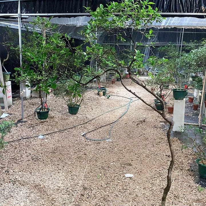 当前无花栽培后可以开花沉***哦1