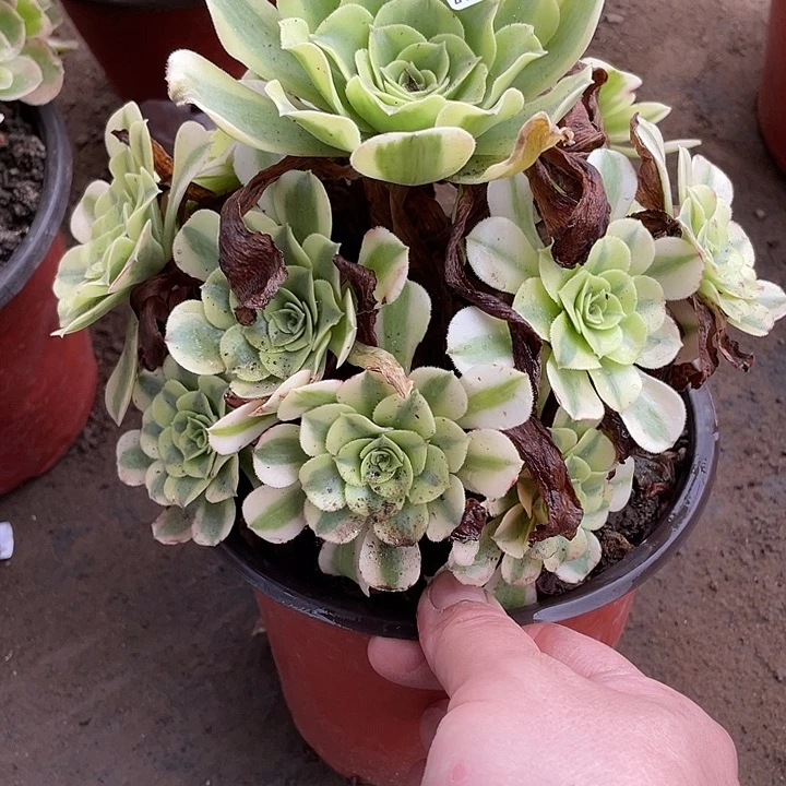 469绿豆沙多肉植物法师