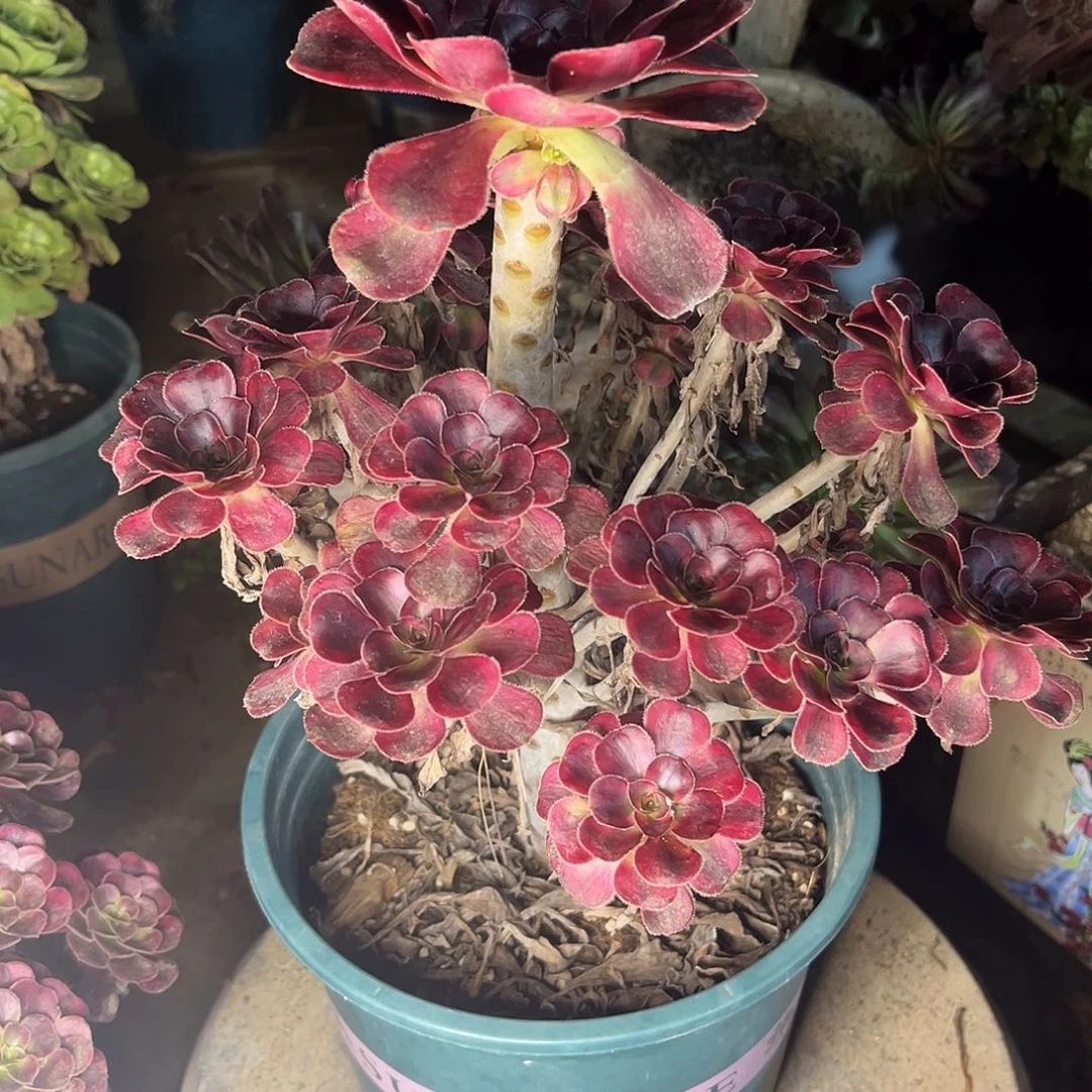 4香奈儿法师多肉植物