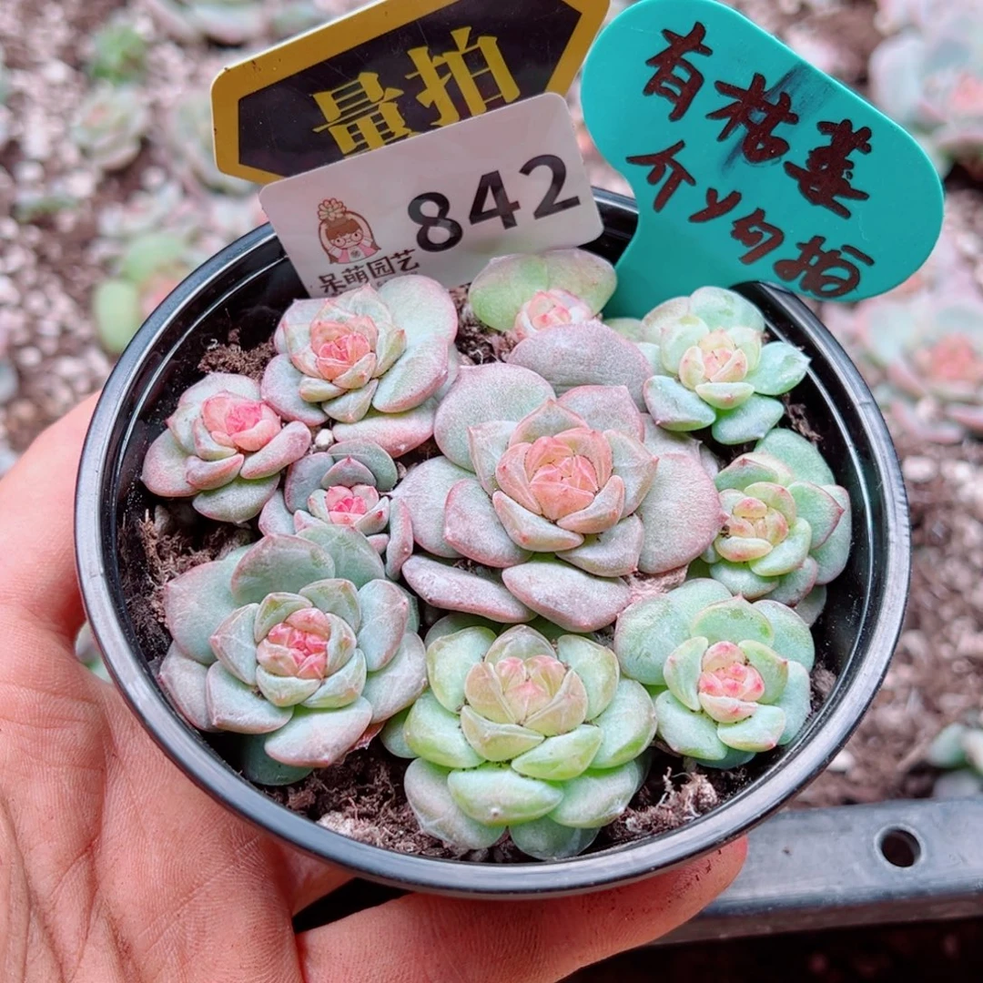多肉植物多肉植物