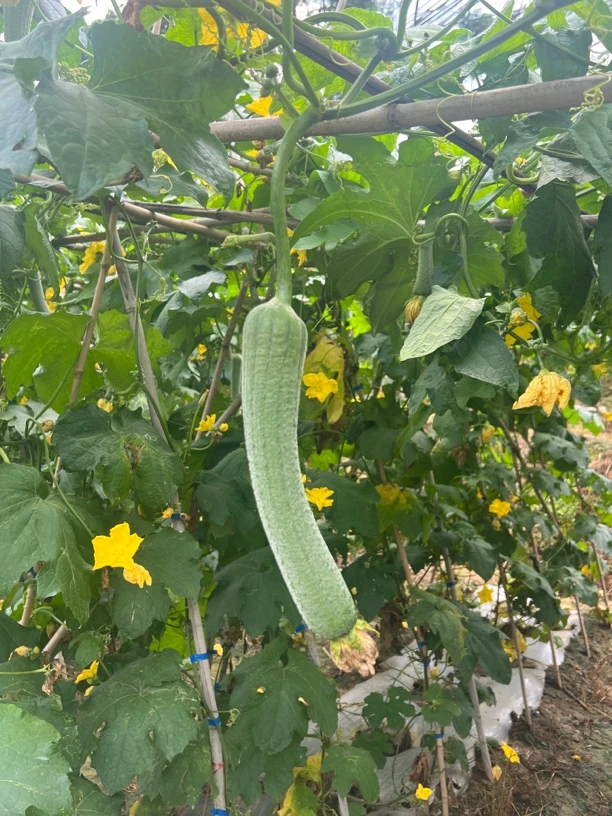 贵州老品种丝瓜新鲜现摘农家自种
