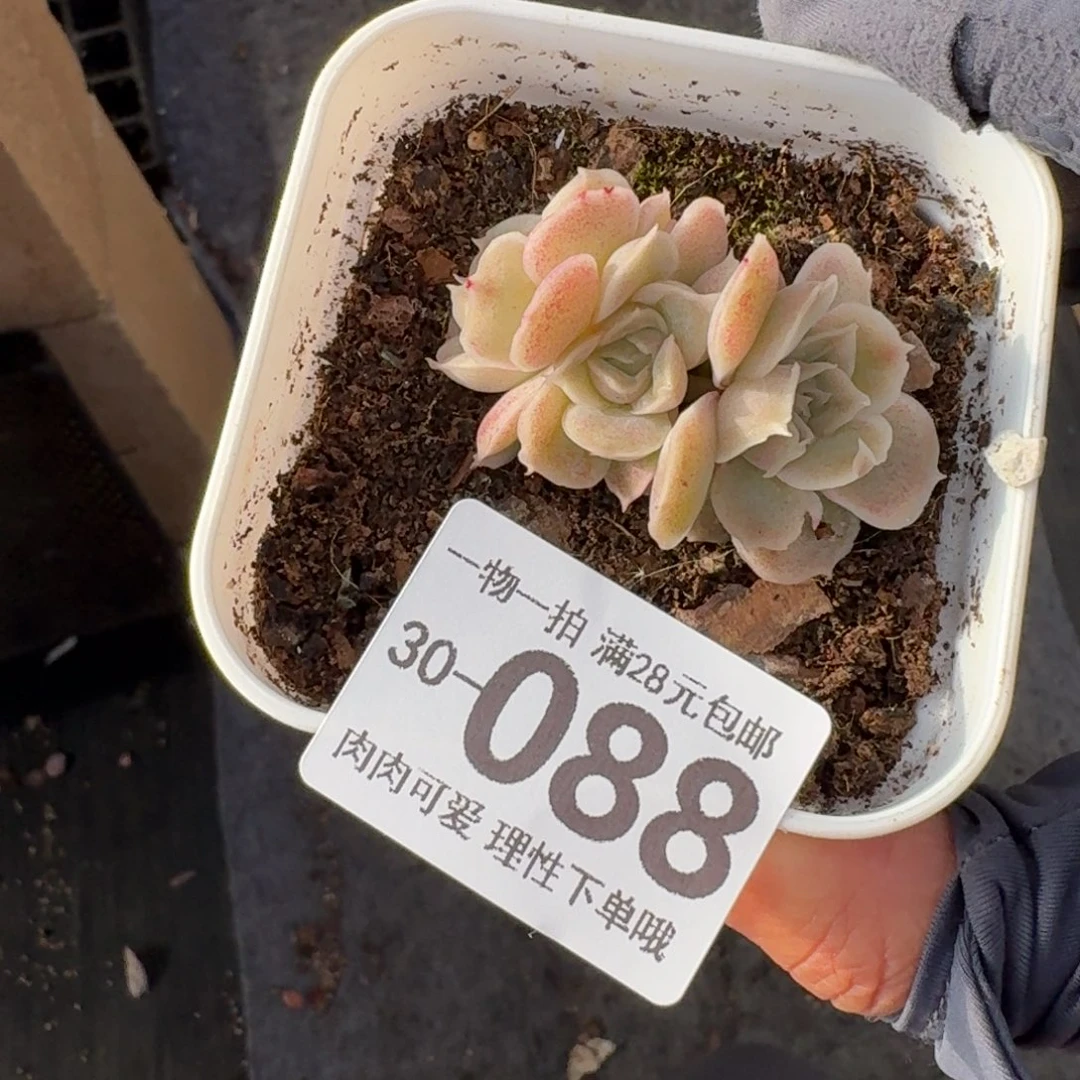 水晶虾饺无盆土发货无盆