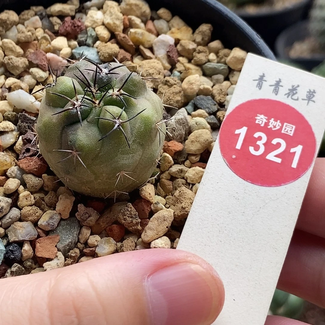 实生龙爪球锦2.6cm