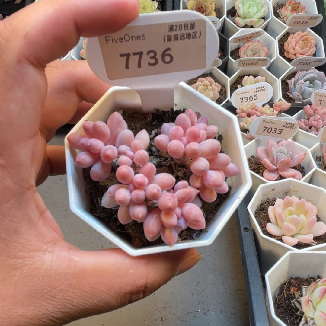 7736婴儿手指4.5厘米