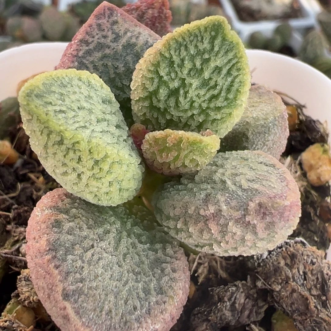 粉色实生新品多肉植物水泡