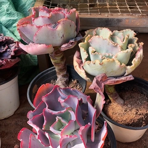 l*林2号包菜系列3棵