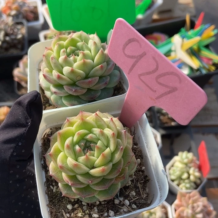 *️****1681 929可乐珍妮多肉植物