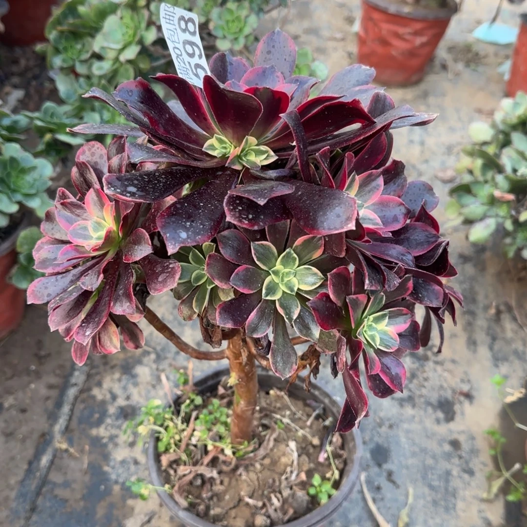 金丝598满20包邮断枝不包瑕疵