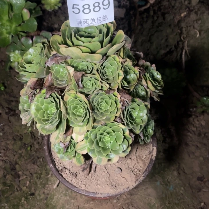 5889辛尼亚的的的多肉