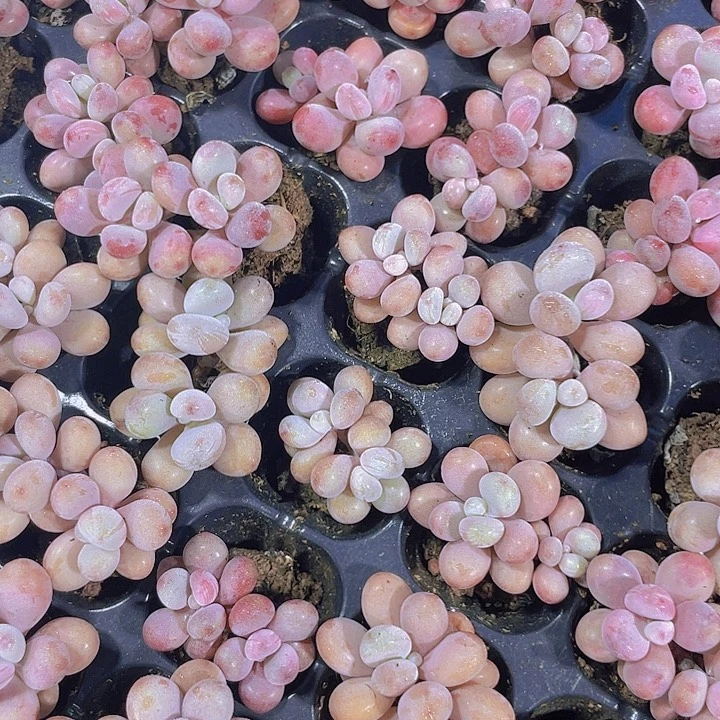 双头小老桩桃蛋【满10颗包邮】