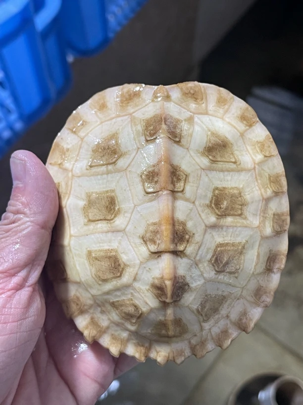 白化庙龟8-12cm配标识卡