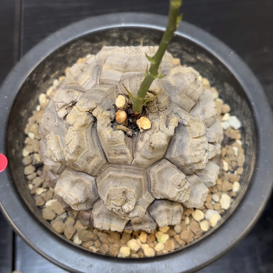 7号龟甲龙带盆包邮