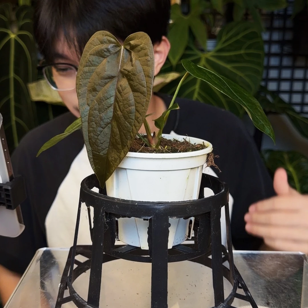 完全开放K22 女王之星
