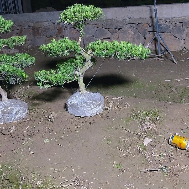 非***皓无花朵134566788876666