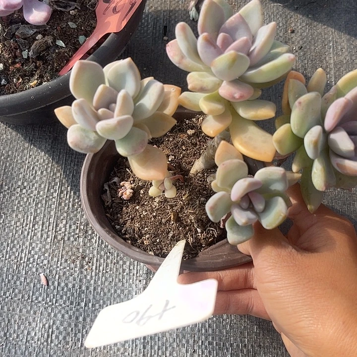 晨语多肉，一物一拍90